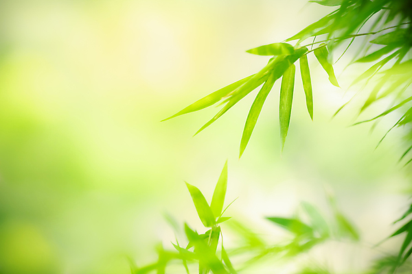 포토 JPG 해외이미지 나무 식물 계절 백그라운드 컨셉 잎 패턴 자연 벽지 추상 풍경 잔디 사람없음 초록색 여름 빛 컬러풀 햇빛 태양 우주 환경 정원 맑음 봄 성장 신선 숲 질감 보케 부드러움 내추럴 블러 생태학 카피스페이스 그리너리 해외202009 해외포토 자연요소 교육 컬러 무늬 날씨 공백 감각 생태계 파일형식 트랜드컬러