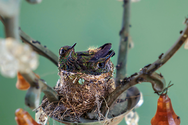 포토 JPG 해외이미지 동물 야생동물 2 날개 자연 조류 병아리 사람없음 야외 초록색 여름 컬러풀 봄 아기 신생아 둥지 작음 깃털 비둘기 내추럴 벌새 이국적 해외202009 해외포토 계절 컬러 사람 크기 생태계 파일형식