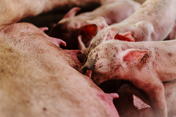 포토 JPG 해외이미지 동물 행복 어린이 음식 분홍색 농업 포유류 가족 엄마 새로움 실내 사람없음 농장 농경지 가축 우유 마시기 자녀 아기 신생아 돼지 그룹 볏짚 핥기 작음 먹기 배고픔 꼬리 귀 젖 주둥이 밀짚 수유 해외202009 해외포토 감정 산업 컬러 컨셉 관계 모션 유제품 사람 내부 신체부위 짚 크기 파일형식