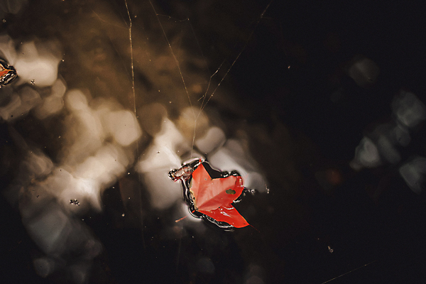 포토 JPG 해외이미지 나무 식물 계절 공원 아시아 여행 백그라운드 단풍 잎 겨울 오렌지 태국 자연 하늘 풍경 사람없음 야외 빨간색 초록색 물 여름 빛 컬러풀 노란색 환경 일본 봄 가을 나뭇가지 신선 소프트포커스 숲 질감 내추럴 전국 해외202009 해외포토 자연요소 공공시설 나라 컬러 과일 촬영기법 생태계 파일형식