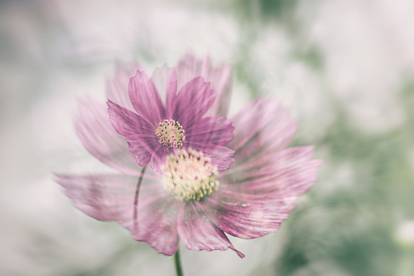 포토 JPG 해외이미지 주간 식물 계절 꽃잎 꽃 자연 날씨 따뜻함 사람없음 야외 초록색 정원 성장 벚꽃 작음 8월 7월 해외202009 해외포토 자연요소 컬러 날짜 크기 생태계 파일형식