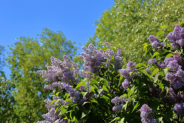 포토 JPG 해외이미지 나무 식물 계절 꽃 분홍색 꽃다발 백그라운드 잎 꽃무늬 자연 사람없음 장식 컬러풀 정원 보라색 봄 벚꽃 나뭇가지 신선 개화 다발 라일락 내추럴 그리너리 해외202009 해외포토 컬러 무늬 생태계 파일형식 트랜드컬러