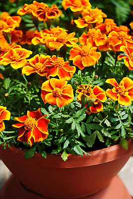 포토 JPG 해외이미지 식물 계절 꽃잎 꽃 백그라운드 잎 꽃무늬 농업 오렌지 자연 국화 사람없음 장식 빨간색 초록색 여름 컬러풀 노란색 정원 봄 젖음 벚꽃 가을 개화 맛 원예 꽃가루 프랑스어 생태학 해외202009 해외포토 문자 교육 산업 컬러 컨셉 무늬 과일 취미 가루 생태계 파일형식