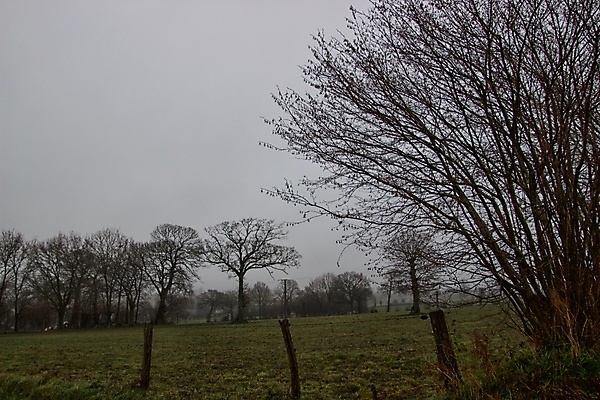 포토 JPG 해외이미지 나무 겨울 자연 사람없음 안개 해외202009 해외포토 식물 계절 날씨 생태계 파일형식