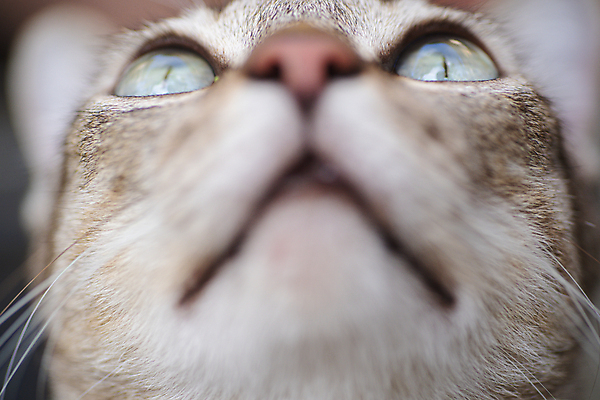 포토 JPG 해외이미지 동물 응시 행복 얼굴 백그라운드 포유류 휴식 털 사람없음 초록색 반려동물 노란색 머리 검은색 고양이 회색 코트 흰색 관찰 닫기 큼 모피 코 슛 부드러움 얼룩무늬 솜털 거짓말 경보 해외202009 해외포토 시선 감정 컬러 컨셉 무늬 모션 신체부위 외투 감각 크기 파일형식