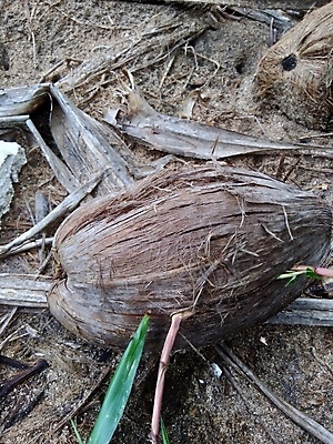 포토 JPG 해외이미지 나무 식물 동물 야생동물 모래 바다 여행 백그라운드 잎 농업 과일 자연 날씨 휴가 건조 풍경 사람없음 야외 목재 초록색 여름 파란색 갈색 환경 정원 맑음 검은색 견과류 바위 신선 빌라 유기농 질감 내추럴 방법 숙성 옛날 해외202009 해외포토 웰빙 계절 산업 컬러 재료 주택 돌_바위 생태계 파일형식