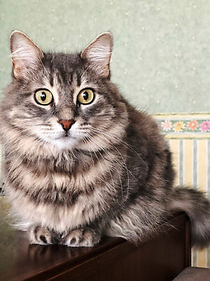 포토 JPG 해외이미지 동물 1 응시 얼굴 포유류 수염 주택 털 실내 사람없음 반려동물 머리 고양이 가축 줄무늬 회색 흰색 모피 코 부드러움 얼룩무늬 솜털 노려봄 카피스페이스 해외202009 해외포토 시선 컬러 무늬 표정 내부 건물 신체부위 공백 감각 파일형식