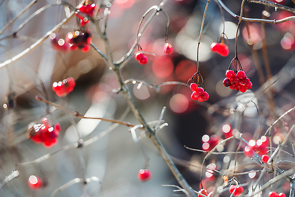 포토 JPG 해외이미지 열매 밭 과일 자연 사람없음 빨간색 장미 손상 나뭇가지 붓 닫기 씻기 발사 다발 관목 분무기 눈덩이 나쁜 건포도 깊이 블러 취급주의 해외202009 해외포토 나무 식물 꽃 컬러 컨셉 농업 모션 포도 눈_날씨 경고 청결 생태계 건과일 파일형식