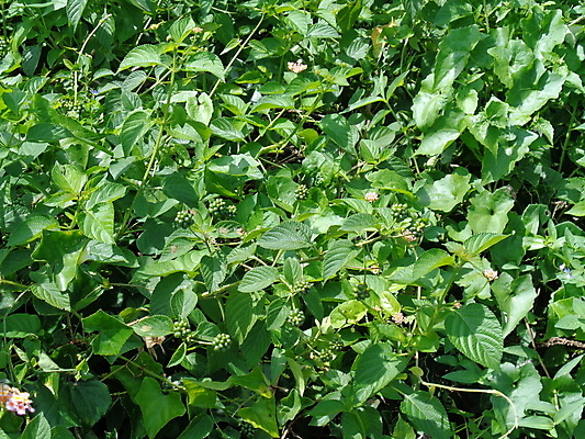 포토 JPG 해외이미지 식물 계절 꽃잎 꽃 백그라운드 잎 꽃무늬 오렌지 자연 사람없음 야외 장식 빨간색 초록색 컬러풀 노란색 정원 보라색 봄 벚꽃 신선 개화 허브 묘사 원예 내추럴 해외202009 해외포토 컬러 무늬 과일 취미 생태계 파일형식