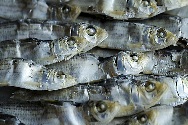 포토 JPG 해외이미지 스튜디오촬영 동물 음식 백그라운드 컨셉 재료 자연 생물 건조 건강 어류 요리 동양인 사람없음 쌓기 일본 시장 닫기 작음 먹기 해산물 질감 날것 머리위 내추럴 고립 동물상 절임 정물화 짠맛 많음 해외202009 해외포토 아시아 모션 실내 인종 조형물 수중동물 맛 크기 그림 생태계 파일형식