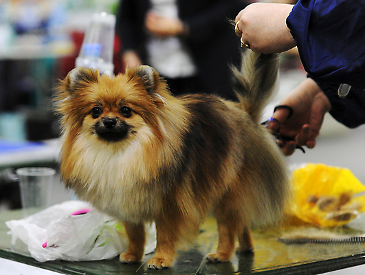 포토 JPG 해외이미지 사람없음 반려동물 몸단장 해외202009 해외포토 동물 파일형식