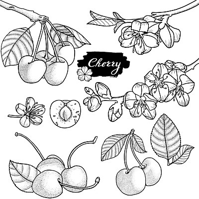 포토 JPG 해외이미지 식물 열매 꽃 선 음식 조각 백그라운드 잎 다이어트 일러스트 자연 디저트 건강 미술 사람없음 그래픽 세트 정원 수확 벚꽃 흰색 신선 체리 달콤 맛 낙서 수집 오브젝트 그림 유기농 복고 윤곽 손그림 팩 판화 내추럴 고립 숙성 엘리먼트 채식주의자 맛있는 해외202009 해외포토 웰빙 컬러 컨셉 농업 과일 문화예술 화장품 생태계 채식 파일형식