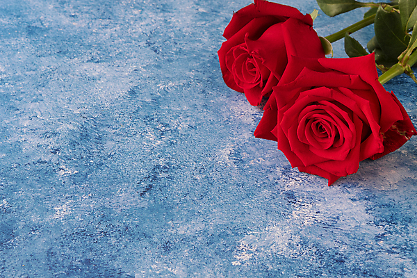 포토 JPG 해외이미지 식물 꽃잎 꽃 행복 결혼 백그라운드 잎 꽃무늬 자연 발렌타인데이 선물 사랑 사람없음 장식 빨간색 초록색 파란색 컬러풀 장미 정원 페인트 낭만 벚꽃 흰색 축하 신선 신용카드 개화 오브젝트 싱글 유기농 초대 내추럴 아크릴 세련 해외202009 해외포토 웰빙 감정 컬러 컨셉 무늬 데이이벤트 재질 이벤트 금융 생태계 파일형식