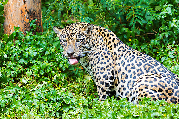 포토 JPG 해외이미지 동물 호수 야생동물 줄기 패턴 오렌지 포유류 자연 놀이 동물원 사람없음 초록색 물 수영 고양이 줄무늬 젖음 연못 호랑이 위험 큼 사냥 육식동물 사냥꾼 노려봄 해외202009 해외포토 자연요소 식물 직업 컬러 컨셉 무늬 과일 표정 반려동물 수상스포츠 크기 생태계 파일형식
