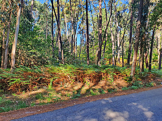 포토 JPG 해외이미지 나무 계절 공원 유럽 길 여행 잎 자연 풍경 사람없음 야외 목재 초록색 여름 파란색 빛 햇빛 태양 환경 산책 가을 나뭇가지 숲 위험 오솔길 포르투갈 부식 내추럴 순례자 전국 해외202009 해외포토 자연요소 식물 공공시설 나라 컬러 컨셉 재료 휴식 생태계 파일형식