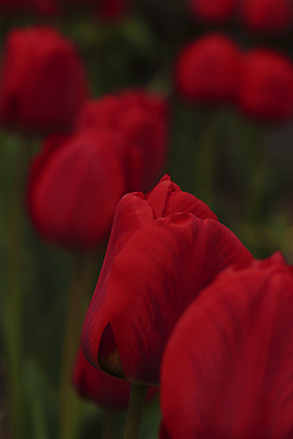 포토 JPG 해외이미지 식물 꽃잎 꽃 잎 자연 사람없음 야외 빨간색 초록색 정원 봄 튤립 벚꽃 신선 소프트포커스 블러 해외202009 해외포토 계절 컬러 촬영기법 생태계 파일형식