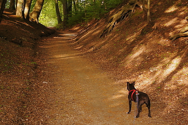 포토 JPG 해외이미지 동물 공원 행복 새끼 장난 포유류 자연 수염 털 사람없음 야외 반려동물 검은색 산책 개 강아지 치아 저녁 숲 테리어 잡종 송곳니 기르기 총구 해외202009 우호적 해외포토 공공시설 감정 컬러 컨셉 휴식 소화기관 야간 생태계 돌봄 파일형식