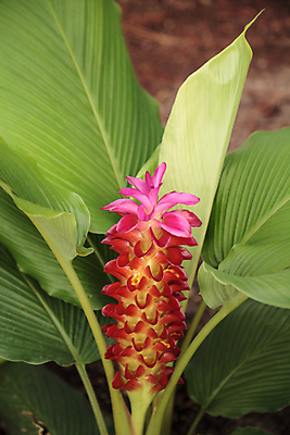 포토 JPG 해외이미지 꽃 자연 사람없음 정원 벚꽃 생강 해외202009 해외포토 식물 채소 생태계 파일형식