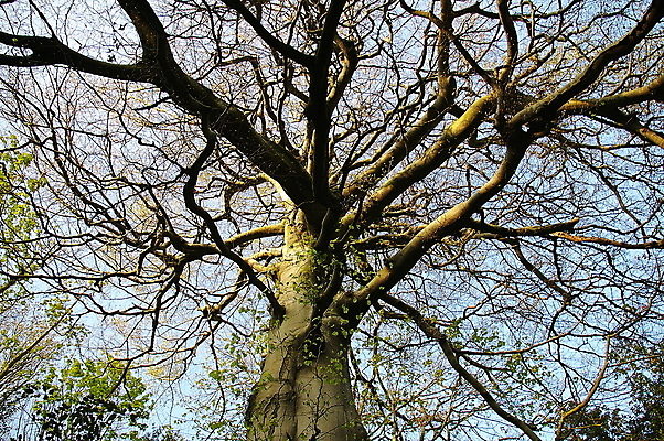 포토 JPG 해외이미지 나무 계절 공원 잎 겨울 자연 하늘 동화 건조 요정 풍경 사람없음 목재 세로 환경 힘 가을 나뭇가지 시골 장면 대머리 미로 내추럴 벌거벗은 옛날 오싹 해외202009 해외포토 식물 헤어스타일 공공시설 재료 생태계 파일형식