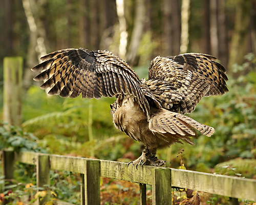 포토 JPG 해외이미지 동물 응시 얼굴 야생동물 날개 오렌지 자연 조류 생물 사람없음 야외 옆모습 초록색 갈색 머리 힘 흰색 관찰 닫기 큼 먹이 깃털 부리 독수리 육식동물 부엉이 사냥꾼 내추럴 고립 생태학 해외202009 해외포토 직업 시선 교육 뷰포인트 컬러 과일 모션 신체부위 크기 생태계 파일형식