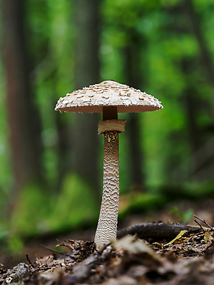 포토 JPG 해외이미지 식물 계절 포스터 음식 줄기 밭 우산 건강 미술 사람없음 목재 장식 초록색 갈색 버섯 방 가을 점 바늘 닫기 숲 인쇄 큼 묘사 생물학 보케 양산 치수 리빙 발견 내추럴 곰팡이 그물버섯 깊이 블러 식용 캡모자 해외202009 해외포토 나무 모자_잡화 교육 컬러 농업 재료 모션 문화예술 도구 크기 파일형식