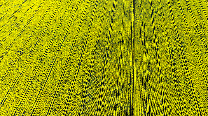 포토 JPG 해외이미지 식물 계절 꽃 산업 백그라운드 패턴 밭 농업 자연 하늘 안테나 풍경 초원 사람없음 야외 초록색 여름 농작물 농장 농경지 노란색 맑음 봄 수확 성장 벚꽃 시골 개화 황금 연료 내추럴 드론 밭일 조감도 카놀라 해외202009 해외포토 컬러 무늬 통신 날씨 생태계 파일형식