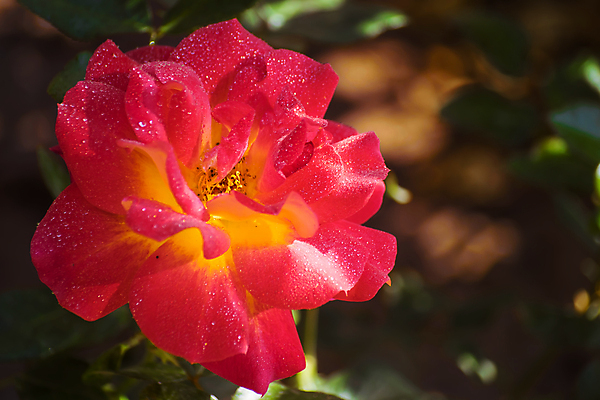 포토 JPG 해외이미지 식물 꽃잎 꽃 분홍색 꽃무늬 자연 사람없음 야외 빨간색 초록색 여름 빛 햇빛 장미 맑음 신선 개화 닫기 소프트포커스 허브 싱글 전경 해외202009 해외포토 계절 컬러 무늬 모션 날씨 촬영기법 풍경 태양 생태계 파일형식 탑뷰