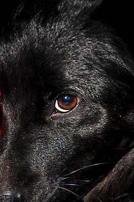 포토 JPG 해외이미지 동물 1 응시 얼굴 포유류 자연 털 사람없음 반려동물 머리 검은색 개 묘사 송곳니 기르기 해외202009 해외포토 시선 컬러 신체부위 치아 생태계 돌봄 파일형식