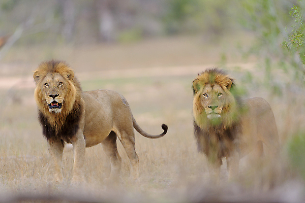 포토 JPG 해외이미지 동물 응시 남자 야생동물 포유류 아프리카 자연 아침 털 초원 사람없음 야외 빛 환경 고양이 사막 황무지 보호 위험 사자 큼 사파리 육식동물 갈기 사냥꾼 사자자리 남쪽 내추럴 동물상 힘찬 해외202009 해외포토 주간 직업 시선 나라 컨셉 사람 반려동물 조형물 별자리 크기 방향 생태계 파일형식