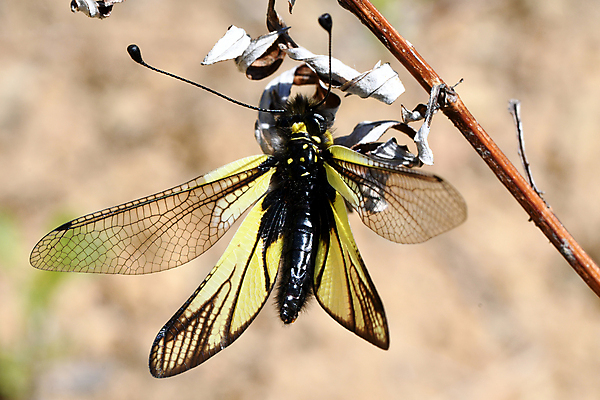포토 JPG 해외이미지 동물 나비 곤충 자연 사람없음 잠자리 숲 해외202009 해외포토 생태계 파일형식