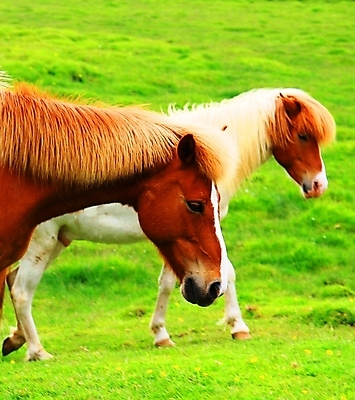 포토 JPG 해외이미지 동물 유럽 여행 밭 포유류 자연 휴가 산 아이슬란드 풍경 초원 사람없음 야외 초록색 여름 농장 갈색 머리 흰색 빙하 북쪽 조랑말 기르기 해외202009 해외포토 계절 나라 컬러 농업 신체부위 말_동물 방향 생태계 돌봄 파일형식