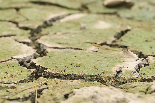 포토 JPG 해외이미지 지구 백그라운드 패턴 자연 표면 추상 건조 사람없음 여름 글로벌 갈색 환경 흙 손상 사막 뜨거움 땅 질감 먼지 점토 진흙 가뭄 내추럴 그런지 깨짐 땅바닥 재앙 해외202009 해외포토 계절 컬러 컨셉 무늬 날씨 바닥 생태계 파일형식