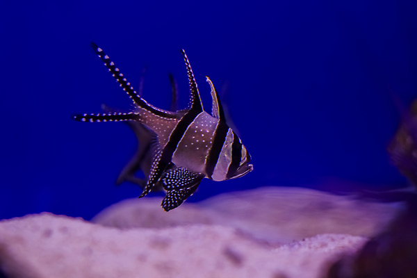 포토 JPG 해외이미지 동물 야생동물 바다 여행 백그라운드 자연 벽지 생물 바닥 파노라마 어류 풍경 사람없음 빨간색 물 파란색 빛 컬러풀 세계 우주 환경 수중 수영 활발 스노클링 산호 거북이 호주 수집 아래 다이빙 장면 상어 암초 수족관 몰디브 내추럴 고립 깊이 동물상 소금물 이국적 해외202009 해외포토 자연요소 아시아 컬러 컨셉 파충류 촬영기법 조형물 수중동물 수상스포츠 오세아니아 자포동물 방향 생태계 위치 수중스포츠 파일형식