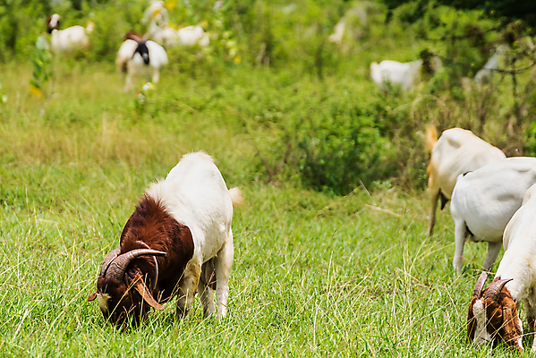 포토 JPG 해외이미지 동물 행복 백그라운드 밭 농업 포유류 태국 자연 염소 초원 사람없음 야외 초록색 여름 컬러풀 농장 농경지 걷기 마을 환경 가축 목장 농촌 시골 신선 그룹 양치기 군중 방목 땅 먹기 내추럴 밭일 수유 찰과상 해외202009 해외포토 직업 계절 감정 산업 아시아 컬러 모션 사람 축산업 상처 생태계 파일형식