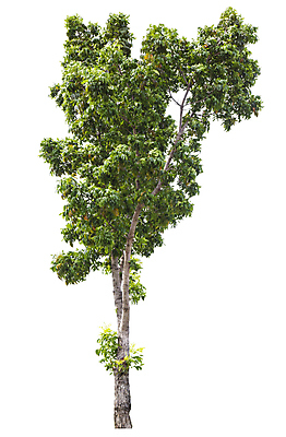 포토 JPG 해외이미지 나무 식물 계절 줄기 백그라운드 낙엽 잎 자연 사람없음 야외 목재 초록색 여름 환경 정원 봄 성장 덮개 흰색 나뭇가지 고독 숲 큼 자르기 수집 심볼 오브젝트 싱글 에코 나무껍질 내추럴 고립 생태학 옛날 그리너리 해외202009 해외포토 교육 감정 컬러 재료 모션 뚜껑 껍질 크기 생태계 파일형식 트랜드컬러