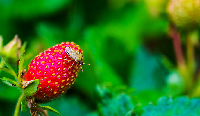 포토 JPG 해외이미지 식물 동물 공원 여자 남자 유럽 곤충 신체 날개 자연 안테나 종류 성인 사람없음 초록색 갈색 정원 검은색 어둠 회색 점 벌레 숲 방패 뒤뜰 해외202009 해외포토 공공시설 나라 컬러 통신 사람 생태계 파일형식