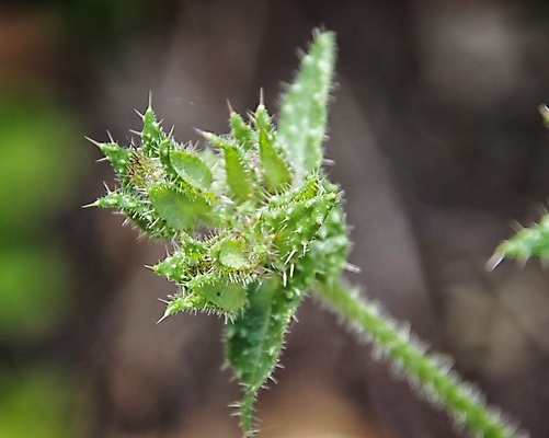 포토 JPG 해외이미지 꽃잎 꽃 잎 자연 사람없음 묘사 화창 해외202009 해외포토 식물 날씨 생태계 파일형식