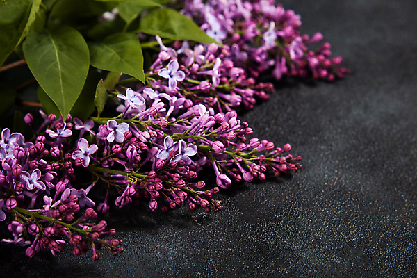 포토 JPG 해외이미지 식물 디자인 꽃 행복 분홍색 꽃다발 백그라운드 잎 꽃무늬 자연 친절 선물 사랑 사람없음 장식 파란색 정원 보라색 검은색 봄 회색 낭만 벚꽃 나뭇가지 인사 신선 신용카드 개화 5월 다발 제비꽃 유기농 질감 향기 엽서 라일락 구성 정물화 콘크리트 스타일 해외202009 해외포토 나무 웰빙 계절 감정 컬러 컨셉 무늬 금융 예절 날짜 편지 그림 생태계 냄새 파일형식