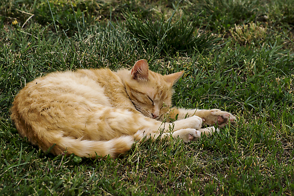 포토 JPG 해외이미지 동물 오렌지 포유류 자연 수염 털 실내 사람없음 빨간색 초록색 반려동물 노란색 고양이 줄무늬 달콤 모피 낮잠 얼룩무늬 거짓말 해외202009 해외포토 컬러 무늬 과일 내부 잠 맛 생태계 파일형식