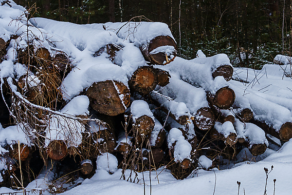 포토 JPG 해외이미지 나무 산업 겨울 비즈니스 자연 건조 사람없음 야외 목재 쌓기 에너지 흰색 시골 그룹 제조 주식 숲 장작 가난 자르기 준비 생태계 날것 통나무 나무껍질 연료 자작나무 자원 다리찢기 내추럴 벌목 수목 개조 해외202009 해외포토 식물 계절 컬러 컨셉 재료 모션 금융 껍질 파일형식