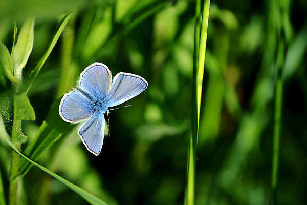 포토 JPG 해외이미지 식물 동물 1 디자인 계절 야생동물 나비 곤충 백그라운드 꽃무늬 날개 자연 초원 사람없음 초록색 여름 파란색 컬러풀 햇빛 환경 정원 봄 신선 작음 묘사 싱글 내추럴 해외202009 해외포토 꽃 컬러 무늬 태양 크기 생태계 파일형식