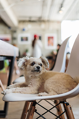 포토 JPG 해외이미지 한마리 여행 앉기 사람없음 야외 아웃포커스 반려동물 개 해외202009 해외포토 동물 1 포유류 모션 촬영기법 파일형식