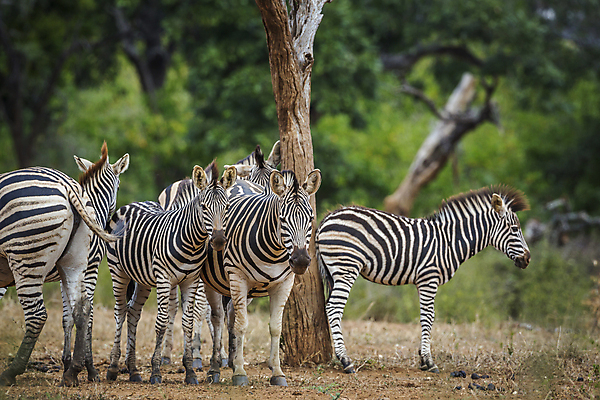 포토 JPG 해외이미지 동물 야생동물 포유류 가족 아프리카 자연 국립공원 풍경 사람없음 가로 관광지 그룹 황무지 보호 사파리 얼룩말 서식지 남아프리카 보츠와나 보호구역 해외202009 해외포토 공원 나라 여행 컨셉 관계 말_동물 생태계 구역 파일형식