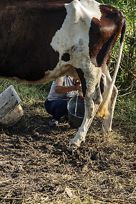 포토 JPG 해외이미지 주간 나무 동물 손 음료 밭 농업 비즈니스 포유류 자연 관리 사람 풍경 초원 사람없음 야외 초록색 여름 농장 갈색 세일 마을 소고기 우유 시골 소 농부 방목 심볼 복고 폴란드 방법 밭일 옛날 프로듀서 스타일 정확 해외202009 해외포토 자연요소 식물 직업 계절 유럽 산업 컬러 컨셉 유제품 육류 신체부위 축산업 생태계 파일형식