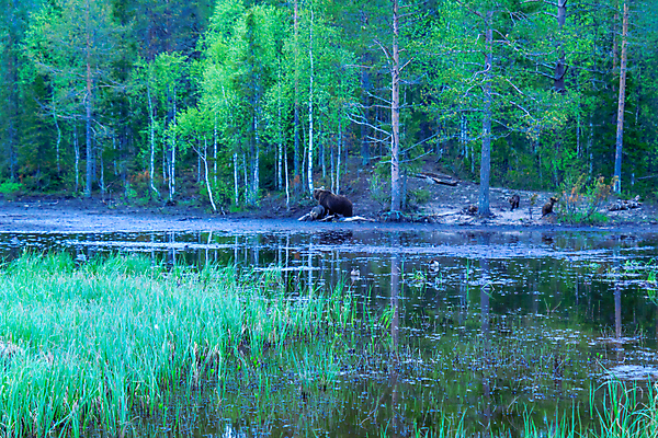 포토 JPG 해외이미지 나무 동물 여자 남자 유럽 야생동물 새끼 곰 포유류 가족 자연 엄마 핀란드 사람없음 목재 갈색 걷기 젖음 아기 관찰 연못 숲 위험 큼 육식동물 북쪽 동물상 러시아인 수유 해외202009 해외포토 서양인 식물 나라 컬러 컨셉 재료 관계 모션 북유럽 사람 조형물 크기 방향 생태계 파일형식