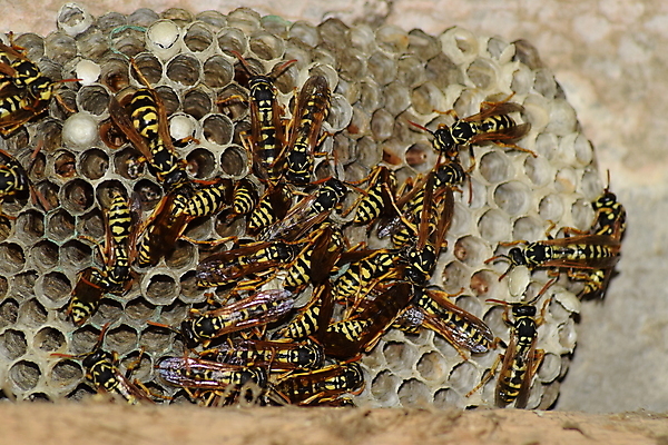 포토 JPG 해외이미지 모양 동물 야생동물 곤충 날개 가족 세포 사람없음 야외 노란색 검은색 줄무늬 고통 작업 독약 둥지 말벌 위험 벌 육식동물 애벌레 찌르기 벌집 소셜 식민지 해외202009 해외포토 감정 컬러 컨셉 무늬 관계 모션 벌레 벌_곤충 파일형식