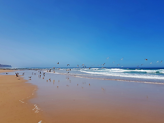 포토 JPG 해외이미지 동물 구름 유럽 야생동물 모래 파도 바다 여행 오렌지 자연 갈매기 조류 하늘 풍경 사람없음 야외 물 빛 햇빛 일몰 포르투갈 대서양 수평선 해외202009 해외포토 자연요소 나라 과일 태양 노을 생태계 파일형식