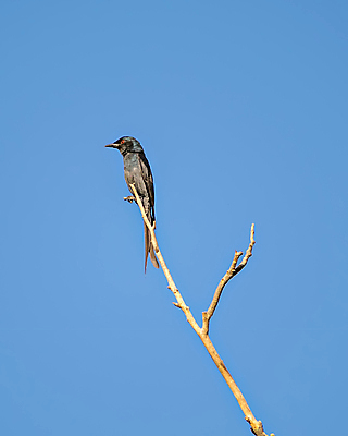 포토 JPG 해외이미지 나무 야생동물 백그라운드 조류 하늘 아침 건조 표정 사람없음 파란색 빛 햇빛 회색 나뭇가지 깃털 부리 슛 계산서 해외202009 해외포토 주간 식물 동물 컬러 태양 파일형식