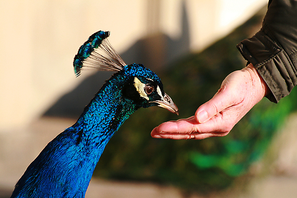 포토 JPG 해외이미지 동물 손 공원 음식 조류 사람없음 머리 식사 끝 공작 정상 먹기 소매 블러 수유 해외202009 해외포토 공공시설 모션 신체부위 파일형식