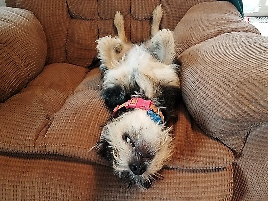 포토 JPG 해외이미지 동물 분홍색 의자 휴식 사람없음 반려동물 갈색 검은색 흰색 잠 개 강아지 송곳니 해외202009 해외포토 컬러 가구 컨셉 포유류 치아 파일형식